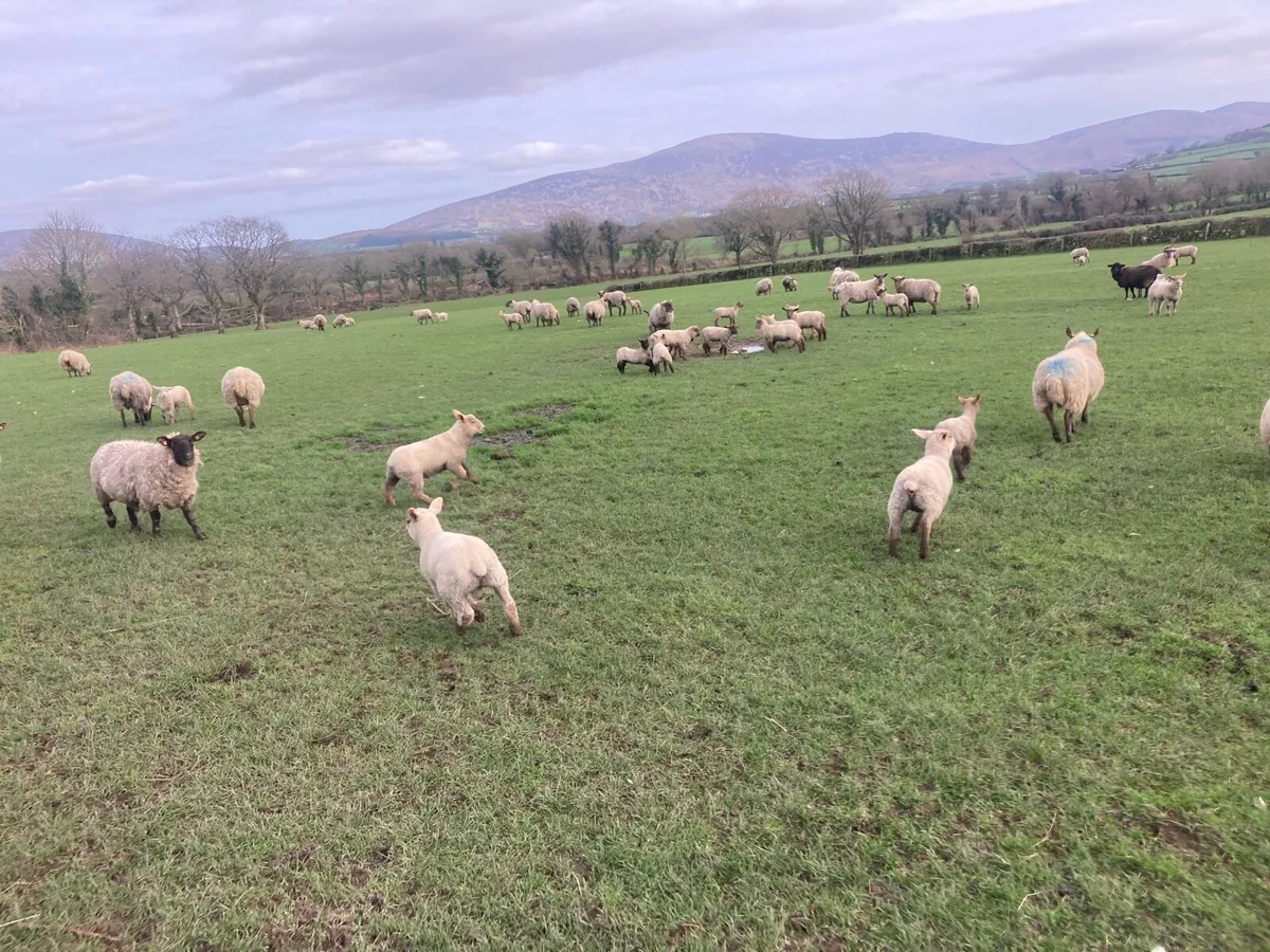 Ewes and lambs - Image 3