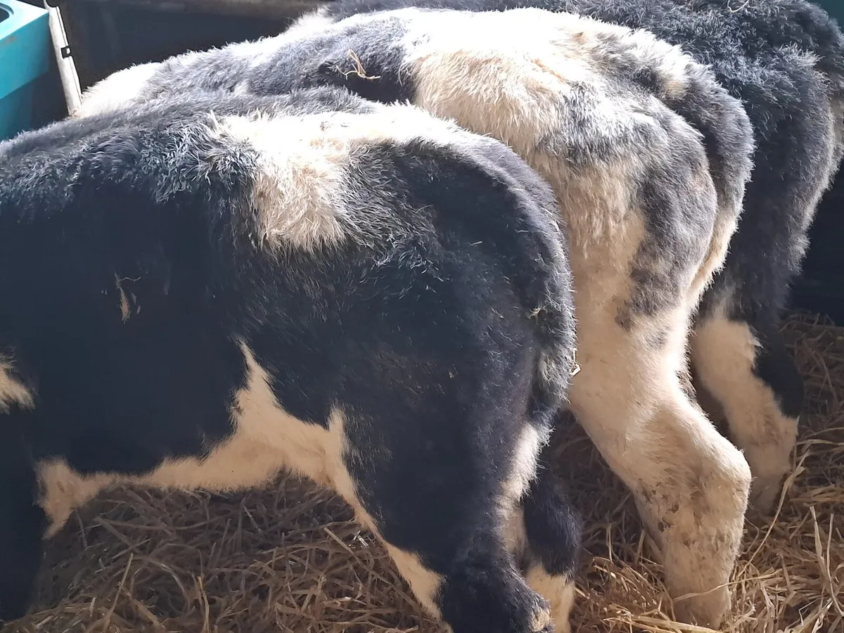 100 calves Enniscorthy Mart Wednesday 4th March - Image 3