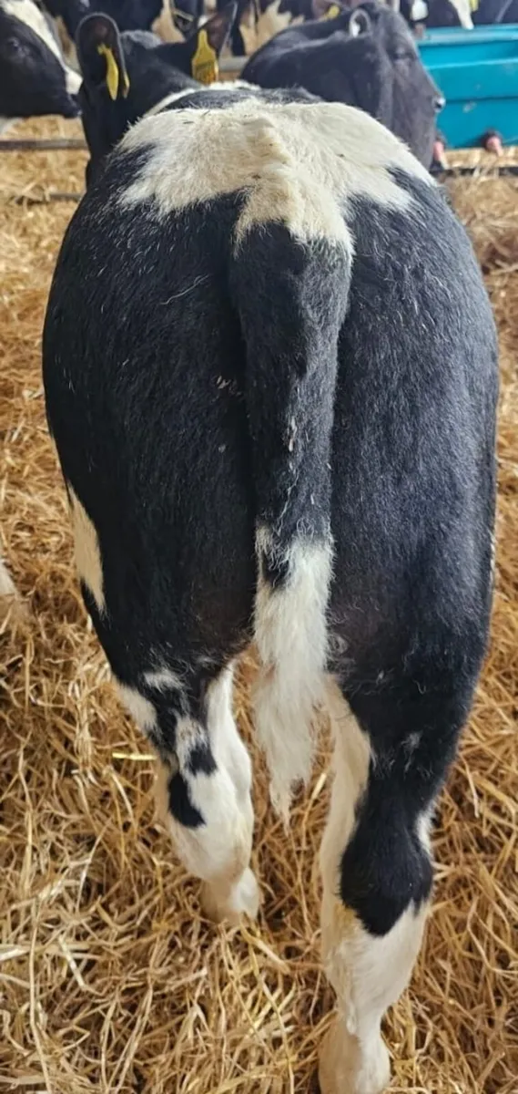 100 calves Enniscorthy Mart Wednesday 4th March - Image 4