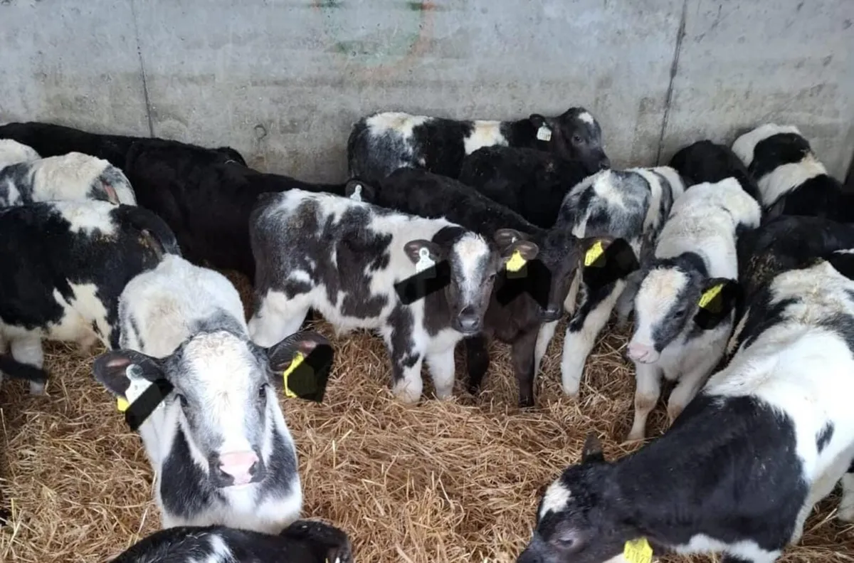 100 calves Enniscorthy Mart Wednesday 4th March - Image 1
