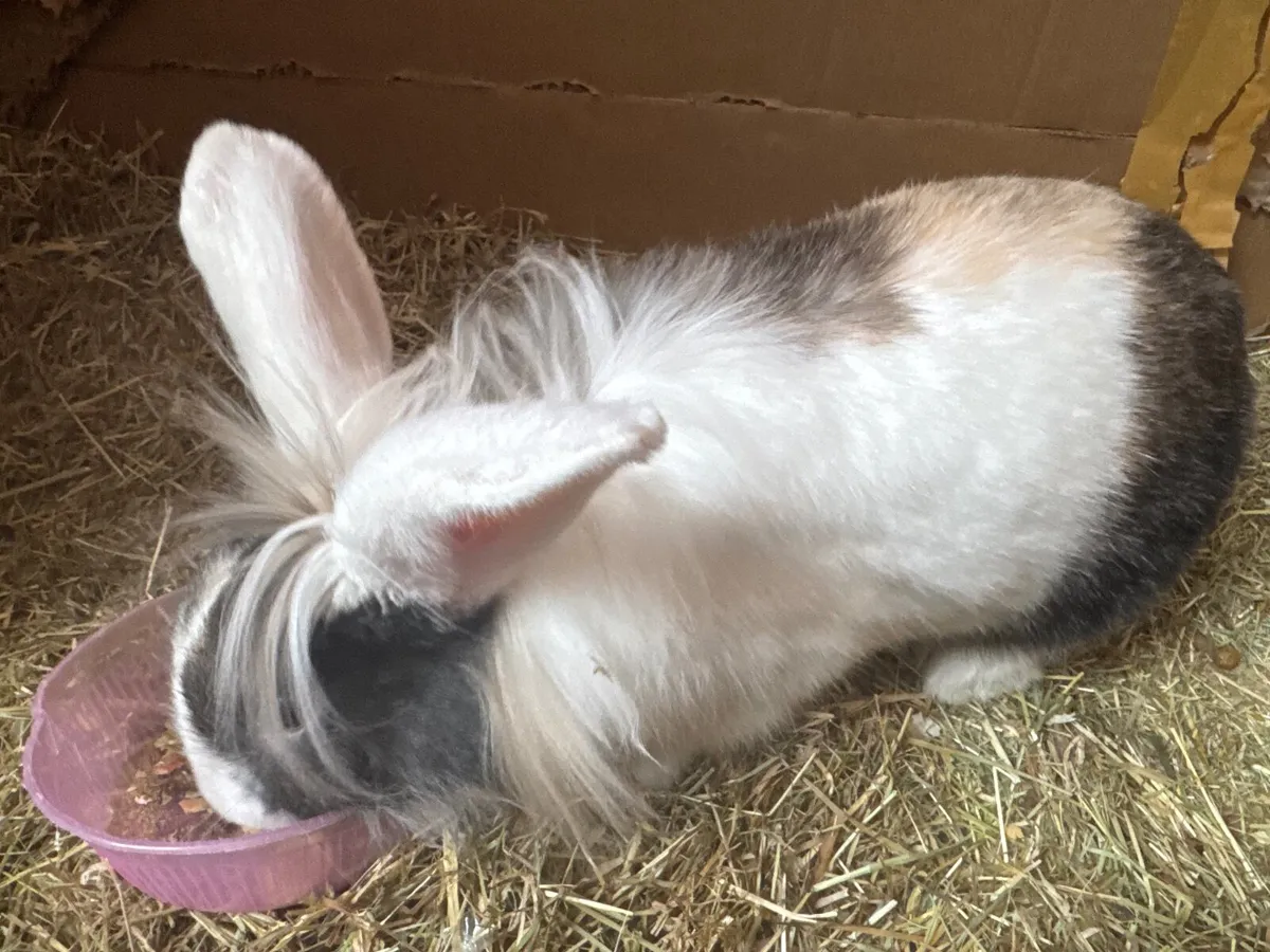 Rabbit Female - Image 1