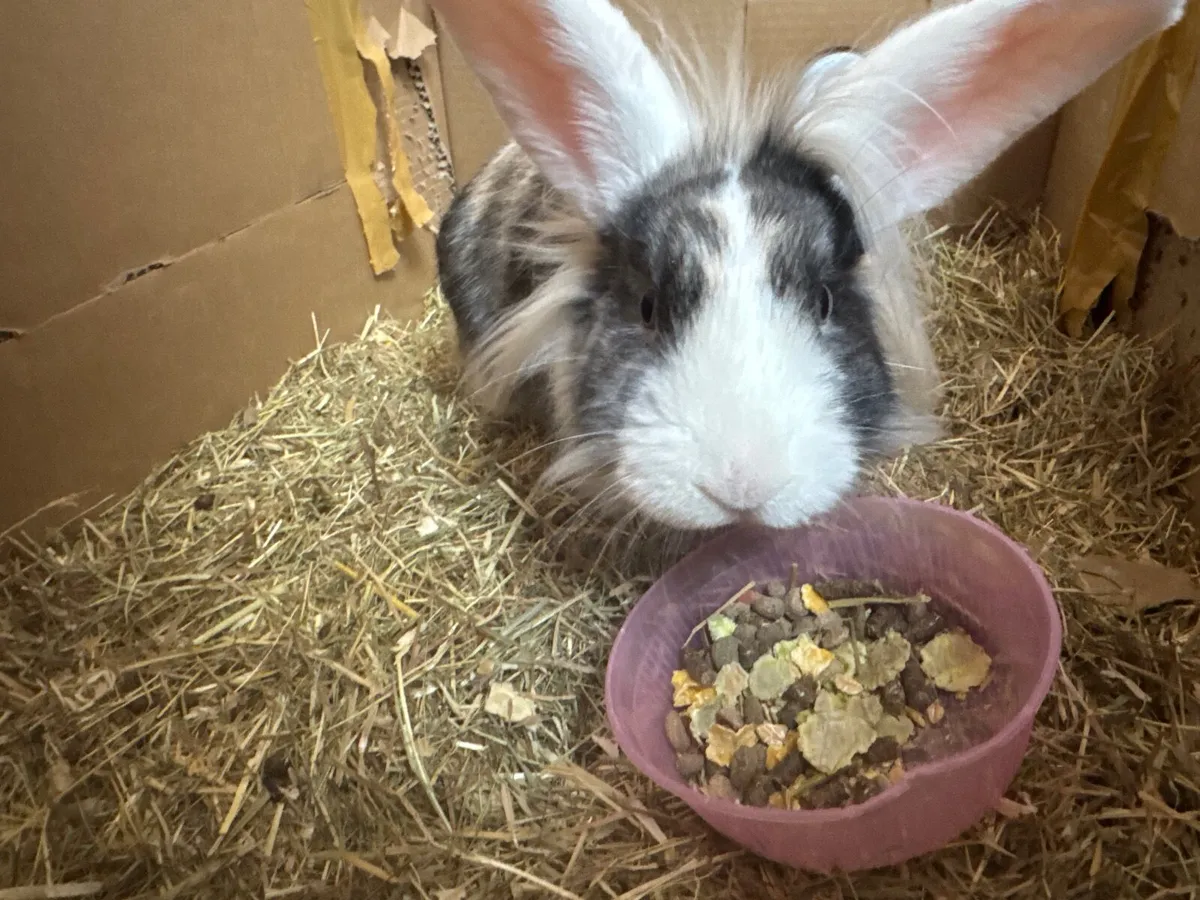 Rabbit Female - Image 3