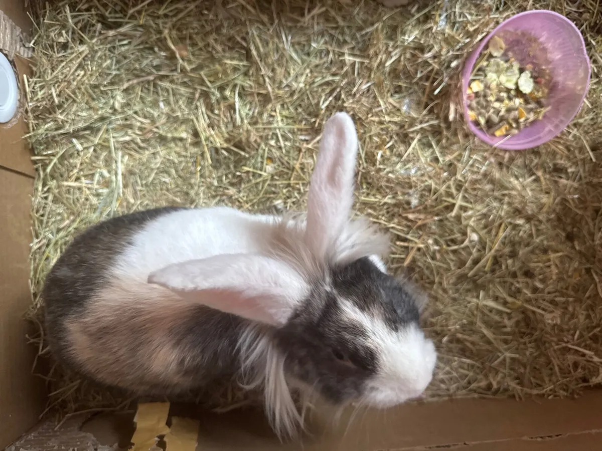 Rabbit Female - Image 4