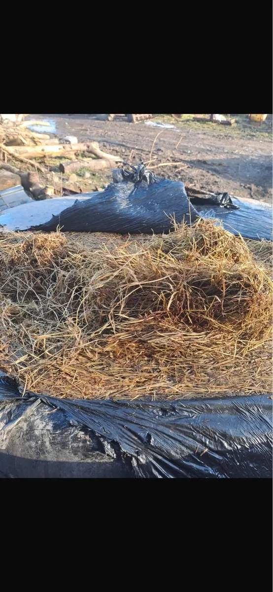 Silage bales - Image 3