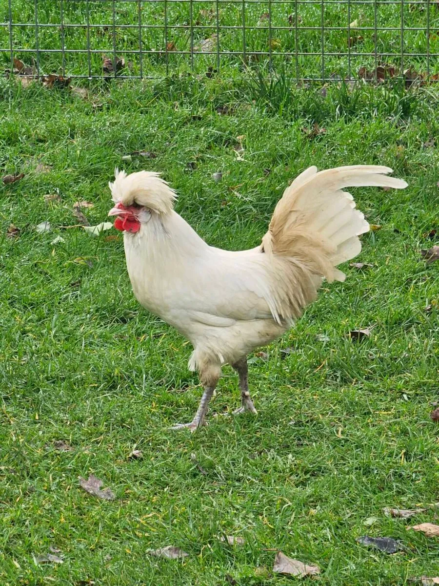 Roosters - Image 1