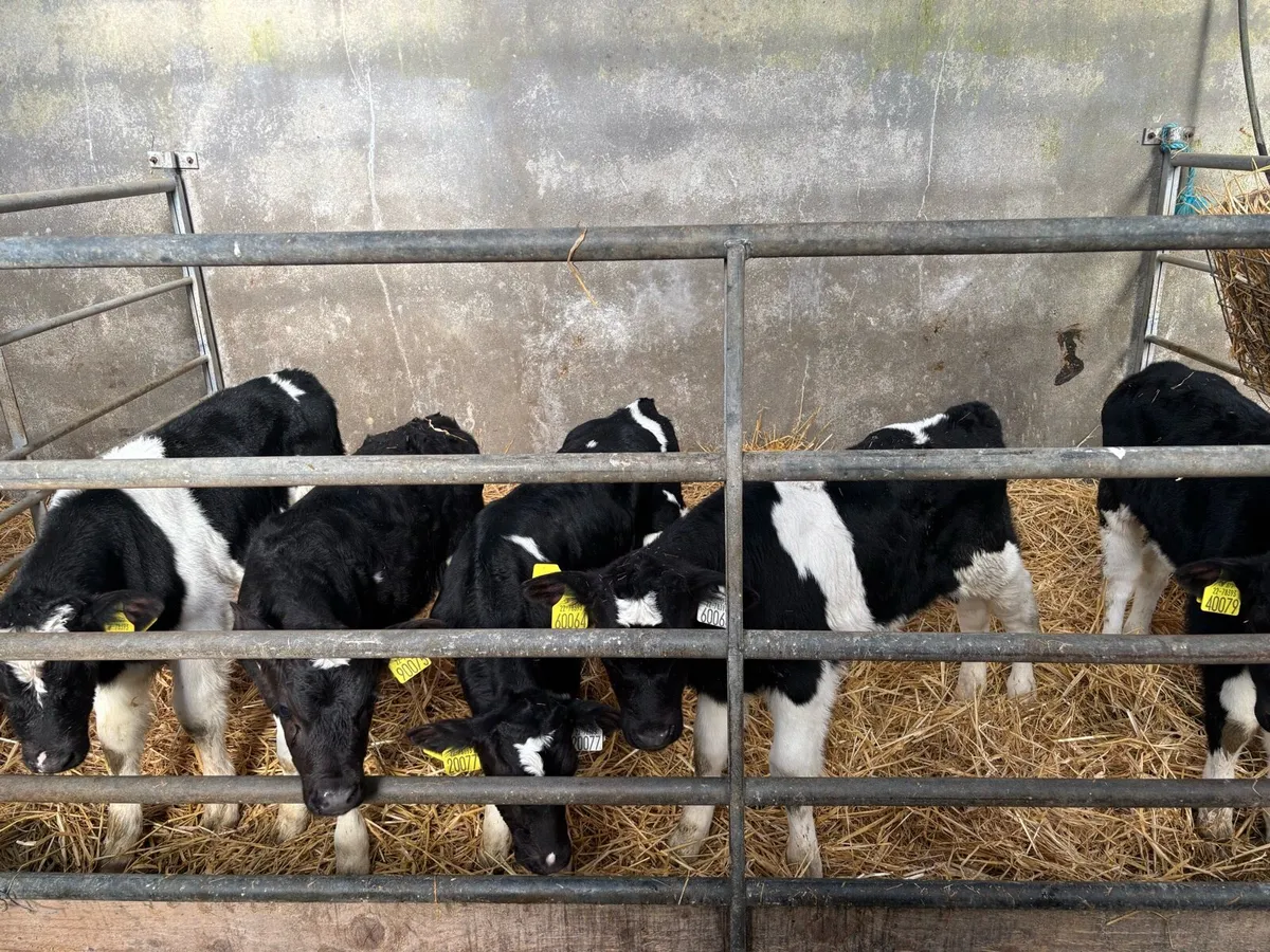 Friesian bull calves - Image 2