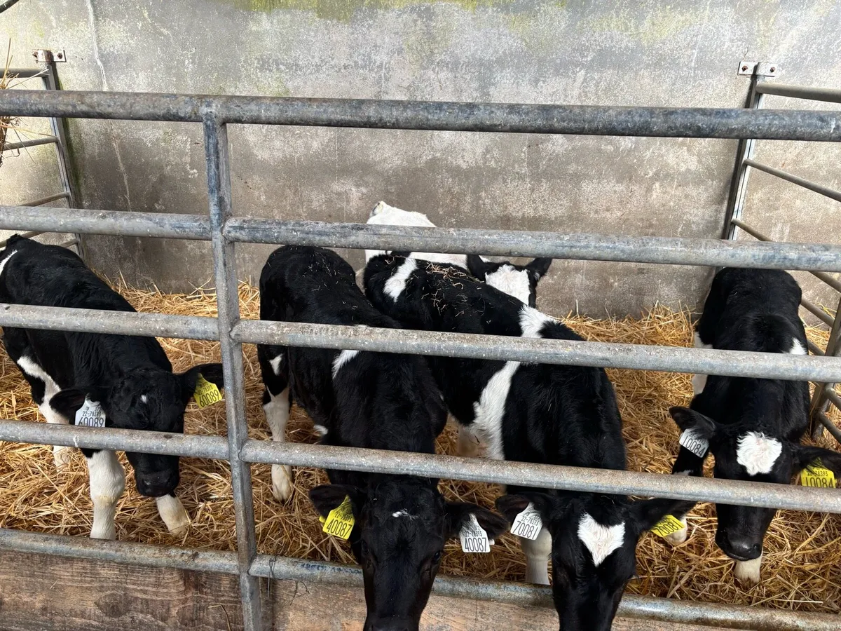 Friesian bull calves - Image 3