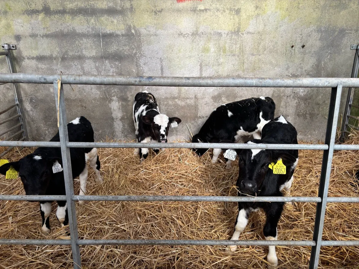Friesian bull calves - Image 1