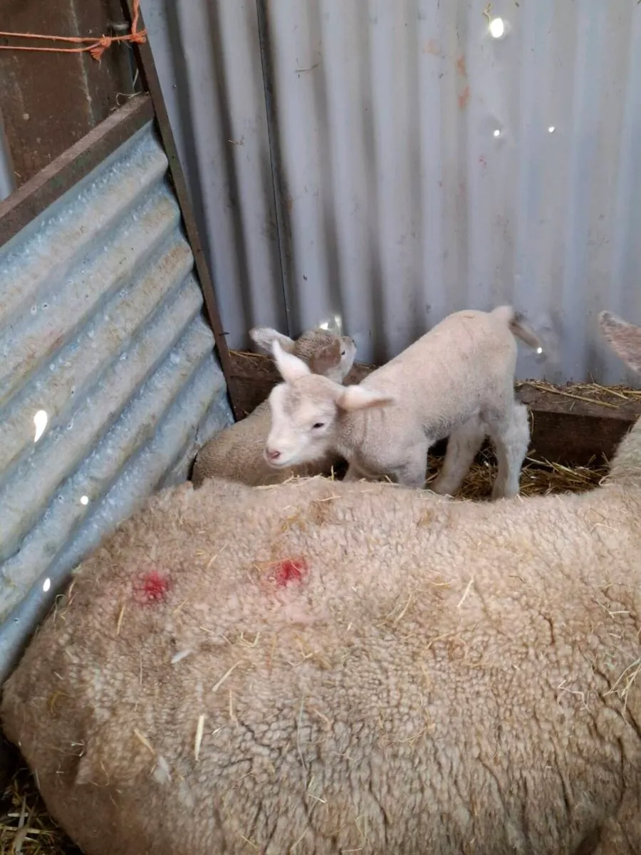 Pet lambs