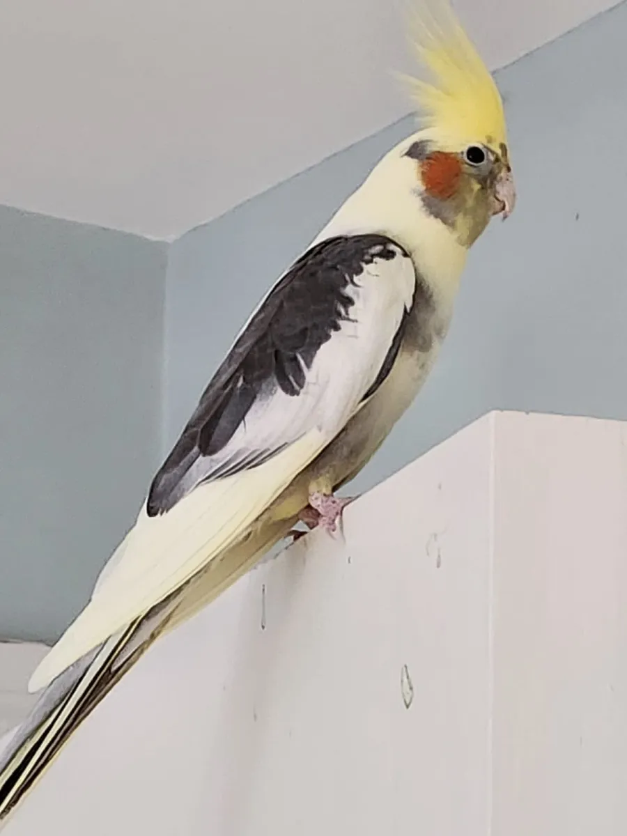 Cockatiel - Image 1