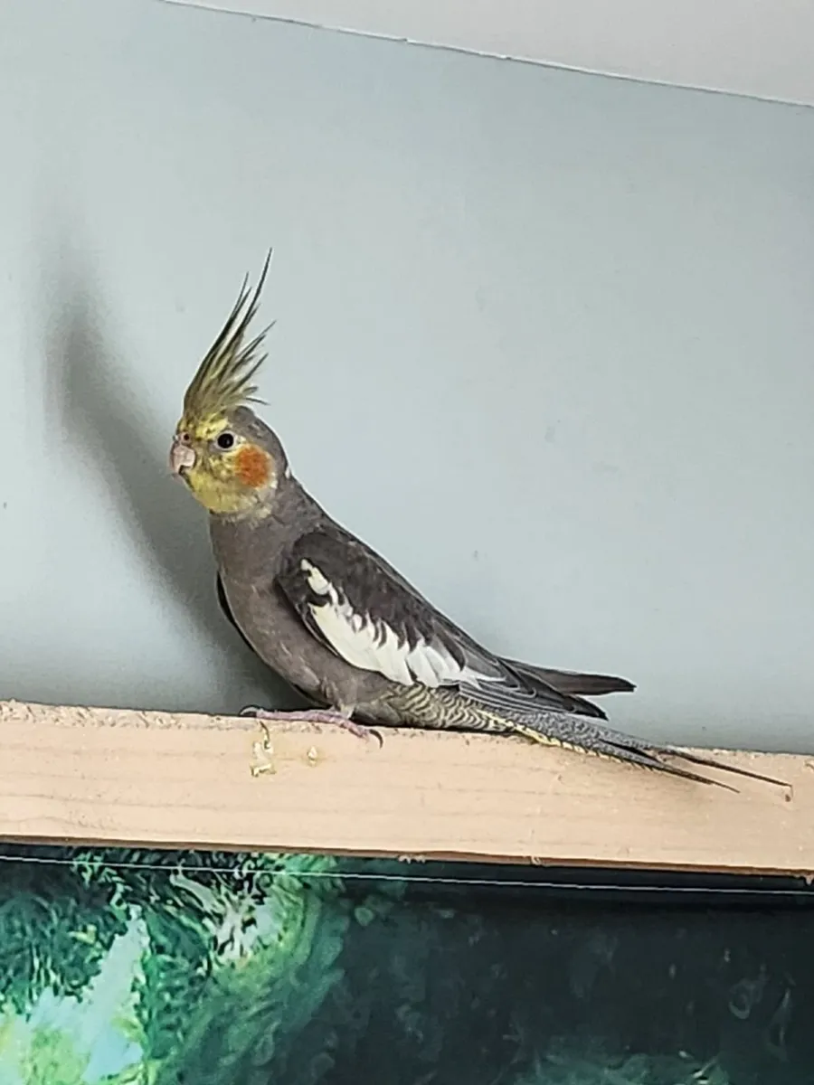 Cockatiel - Image 2