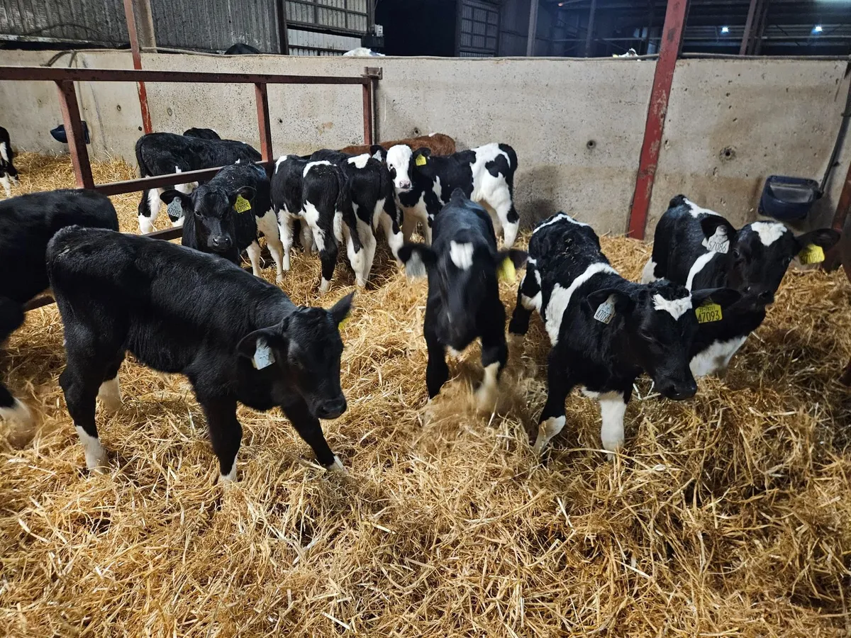 Strong Bull Calves - Image 2