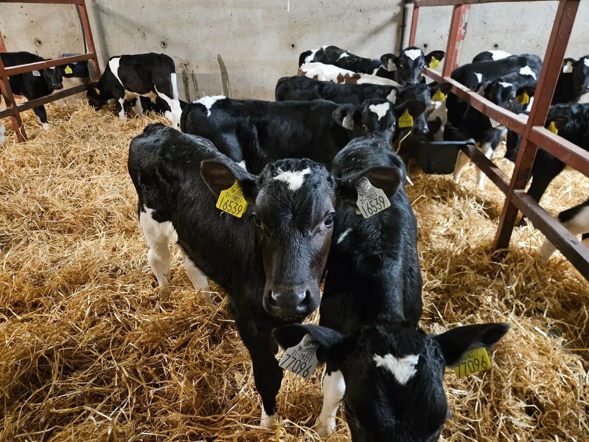 Strong Bull Calves - Image 3