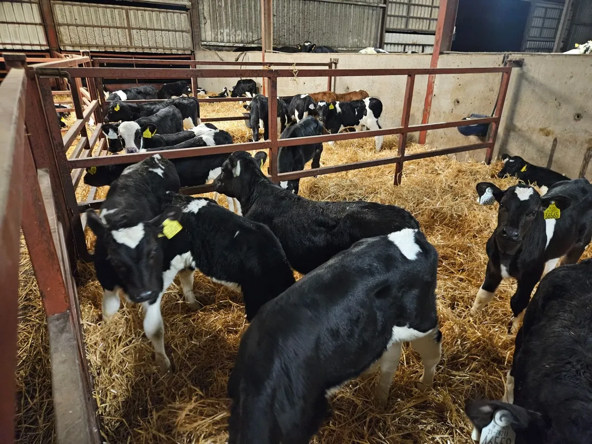 Strong Bull Calves - Image 1