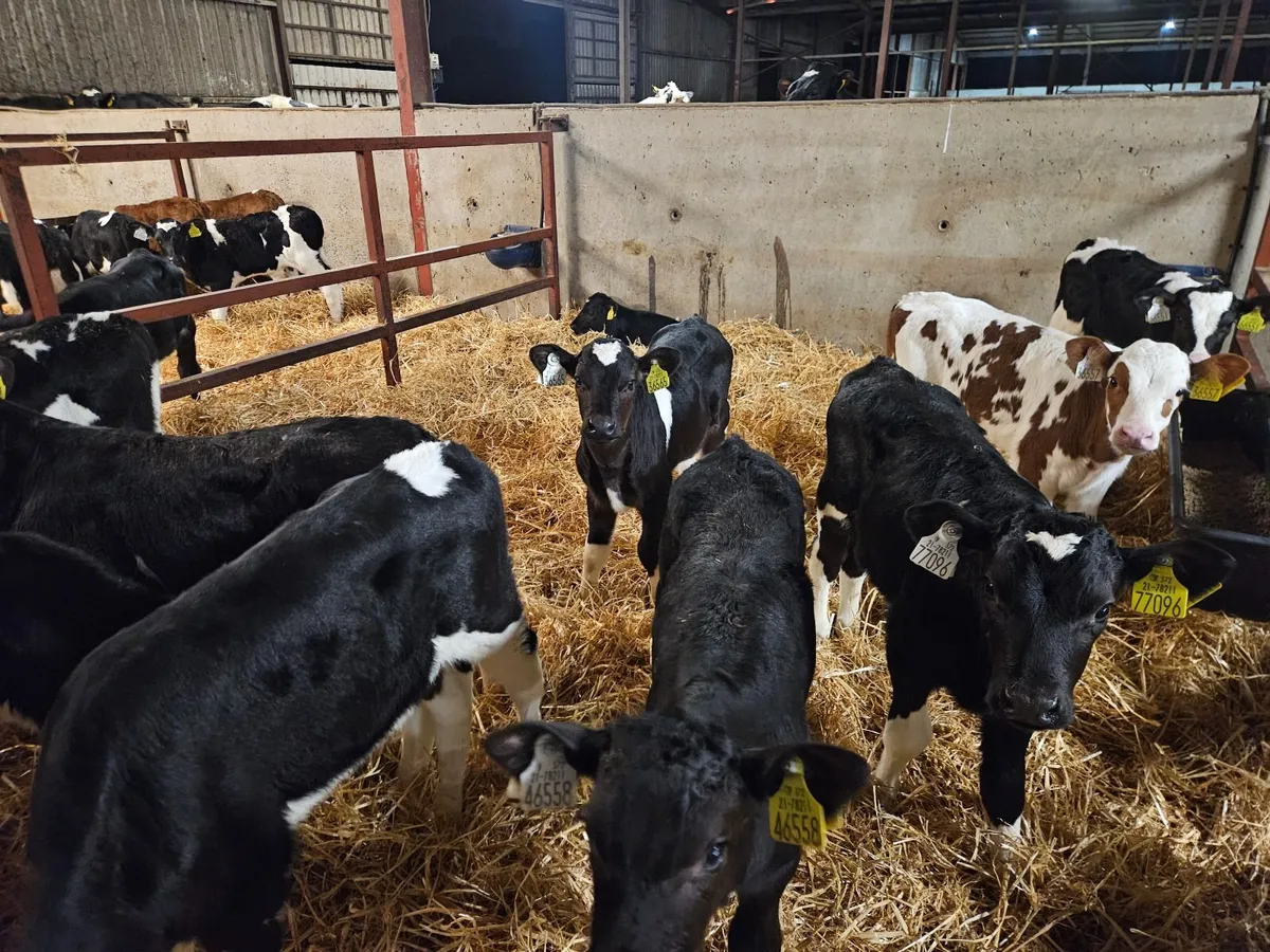 Strong Bull Calves - Image 4