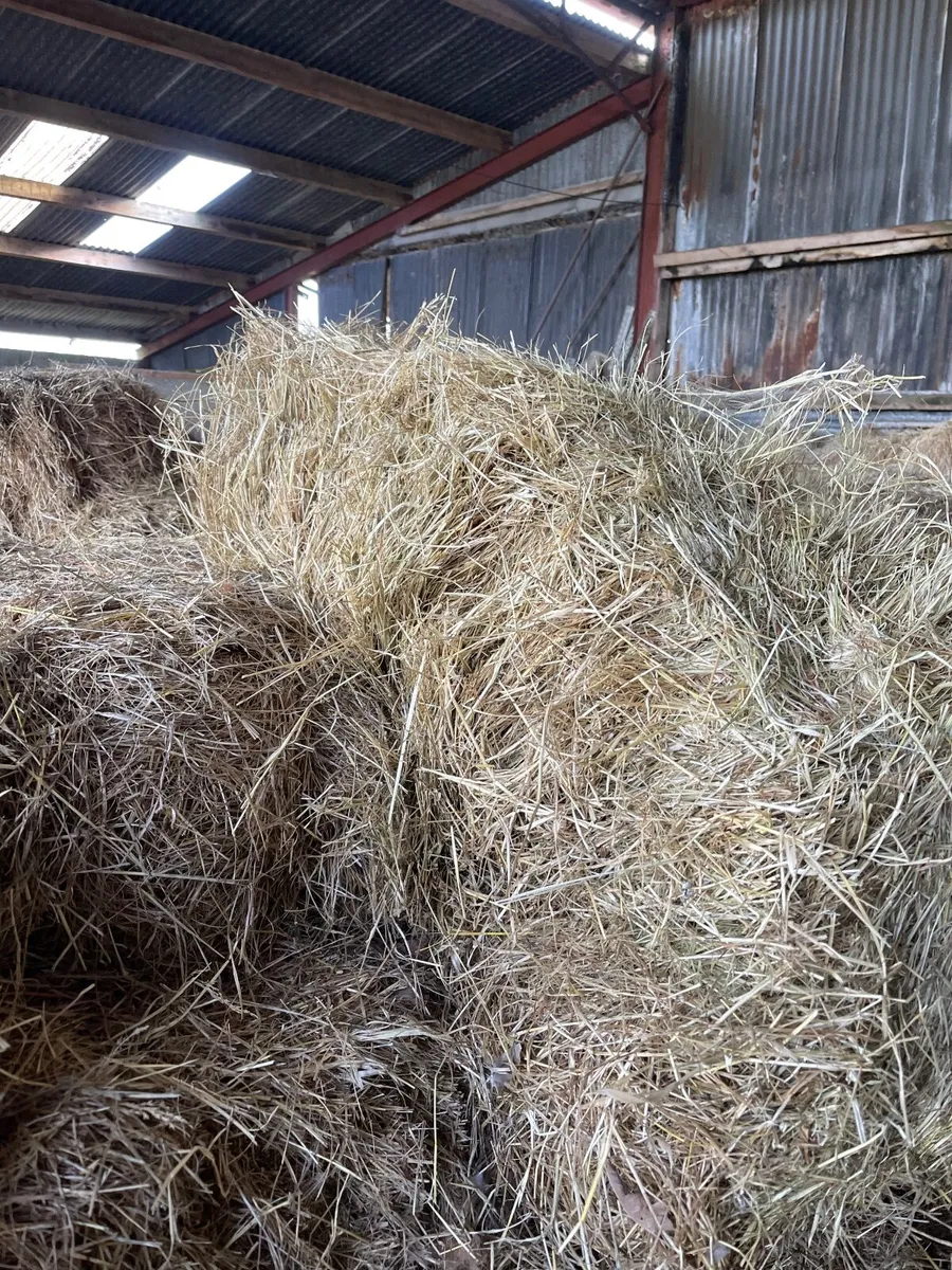 Small square bales hay - Image 1