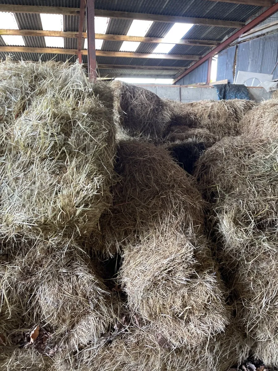 Small square bales hay - Image 2