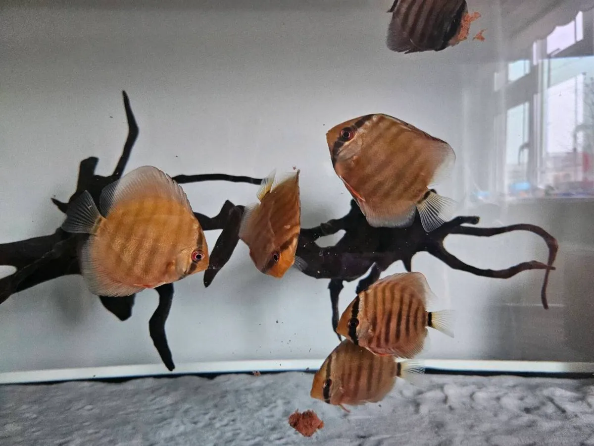 Red Wild discus (F1) - Image 3