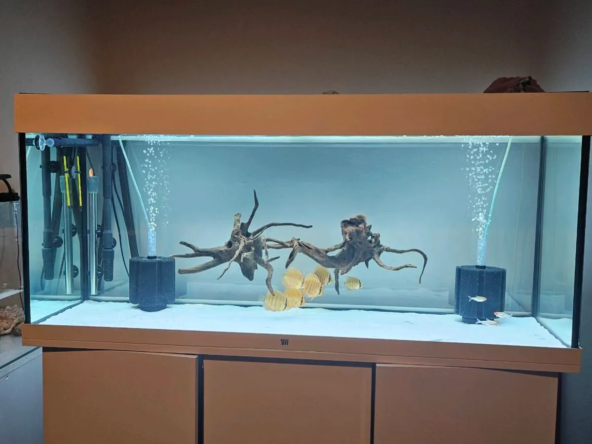 Red Wild discus (F1) - Image 4