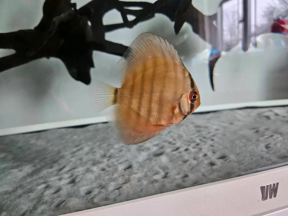 Red Wild discus (F1) - Image 1
