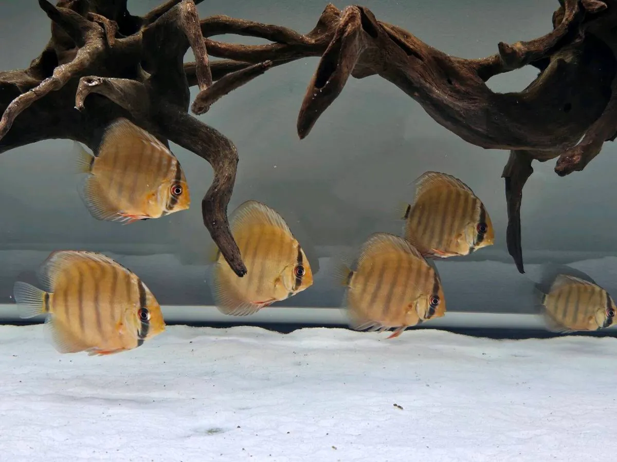 Red Wild discus (F1) - Image 2