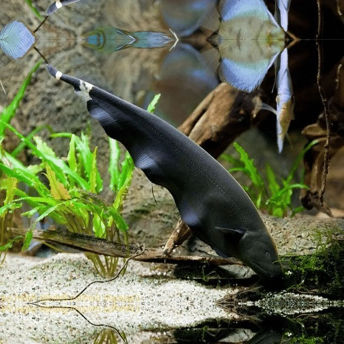 Tropical Freshwater Fish - Image 1