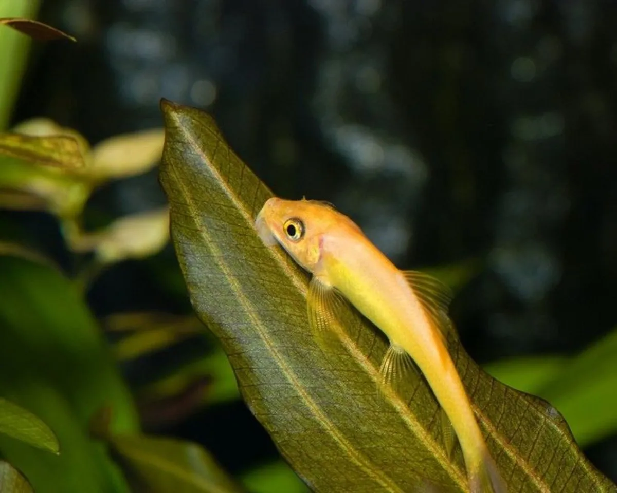 Tropical Freshwater Fish - Image 3