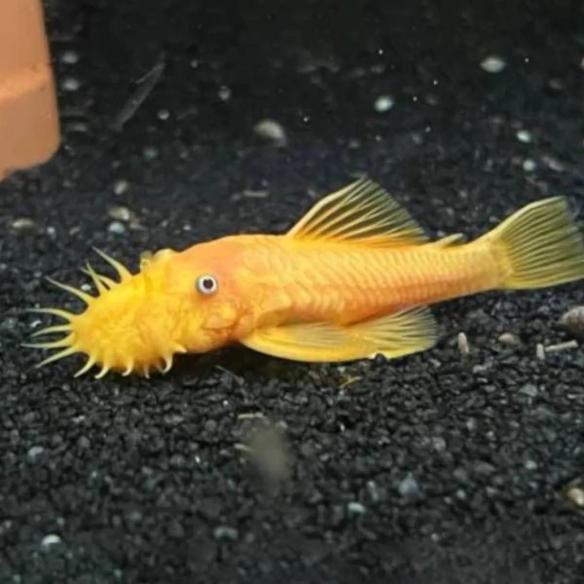 Tropical Freshwater Fish - Image 4