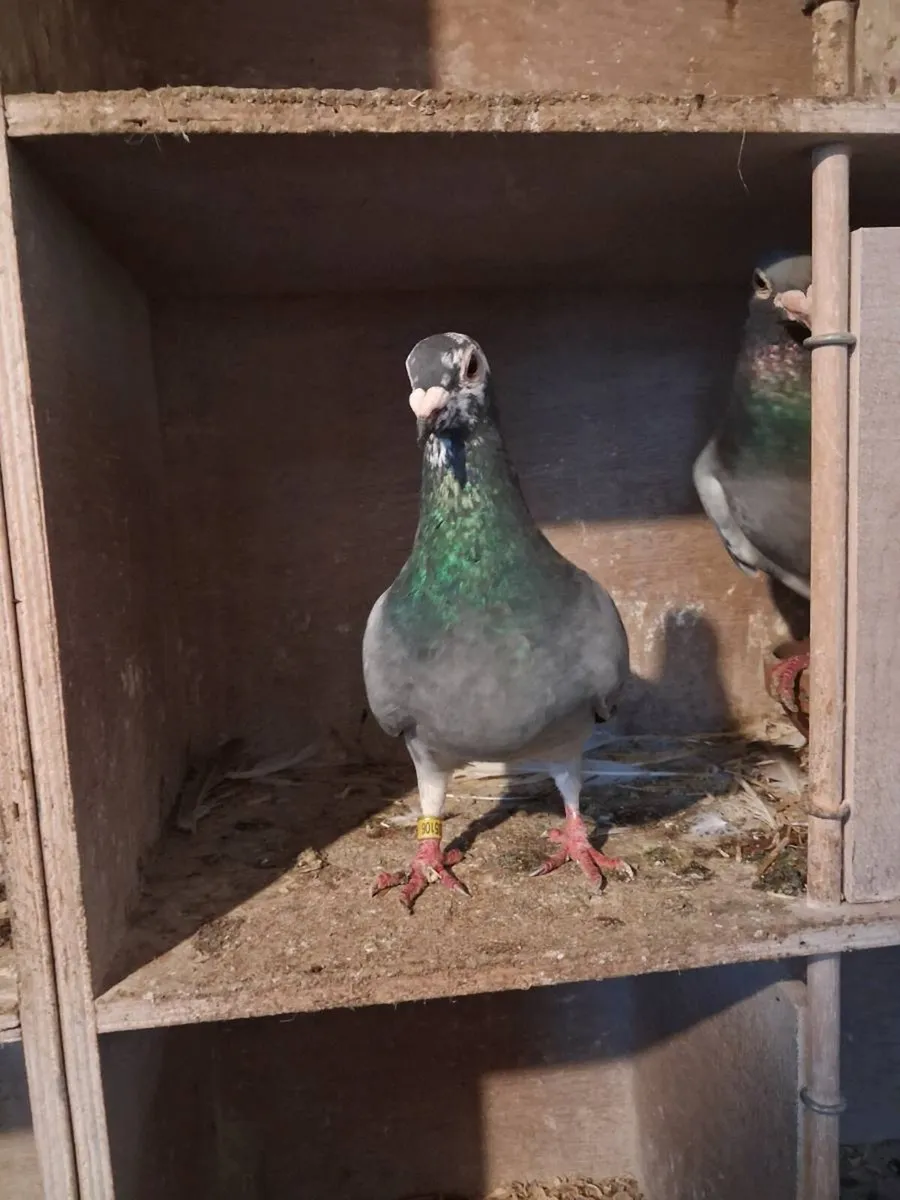Pair of canarys and race pigeons - Image 3