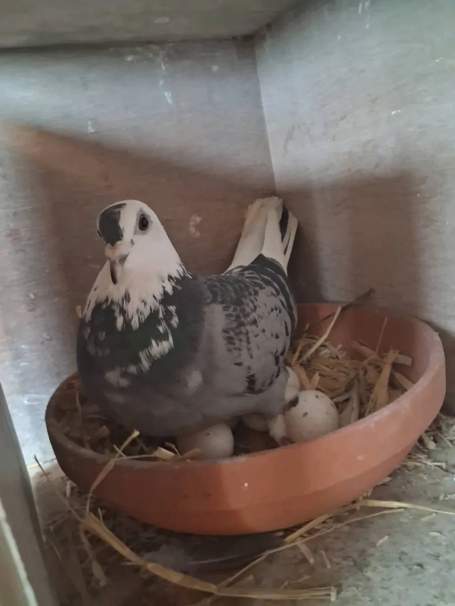 Pair of canarys and race pigeons - Image 4