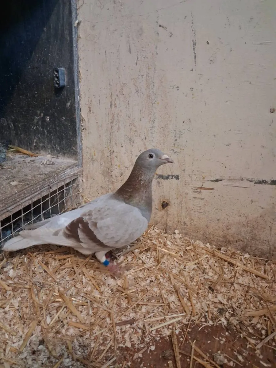 Canary hen and cock finch and race pigeons - Image 4