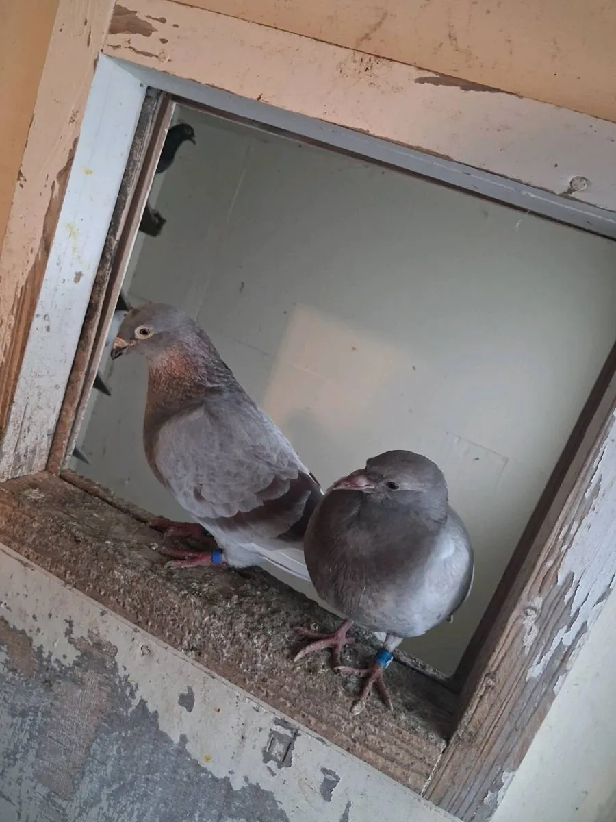 Race pigeons - Image 4
