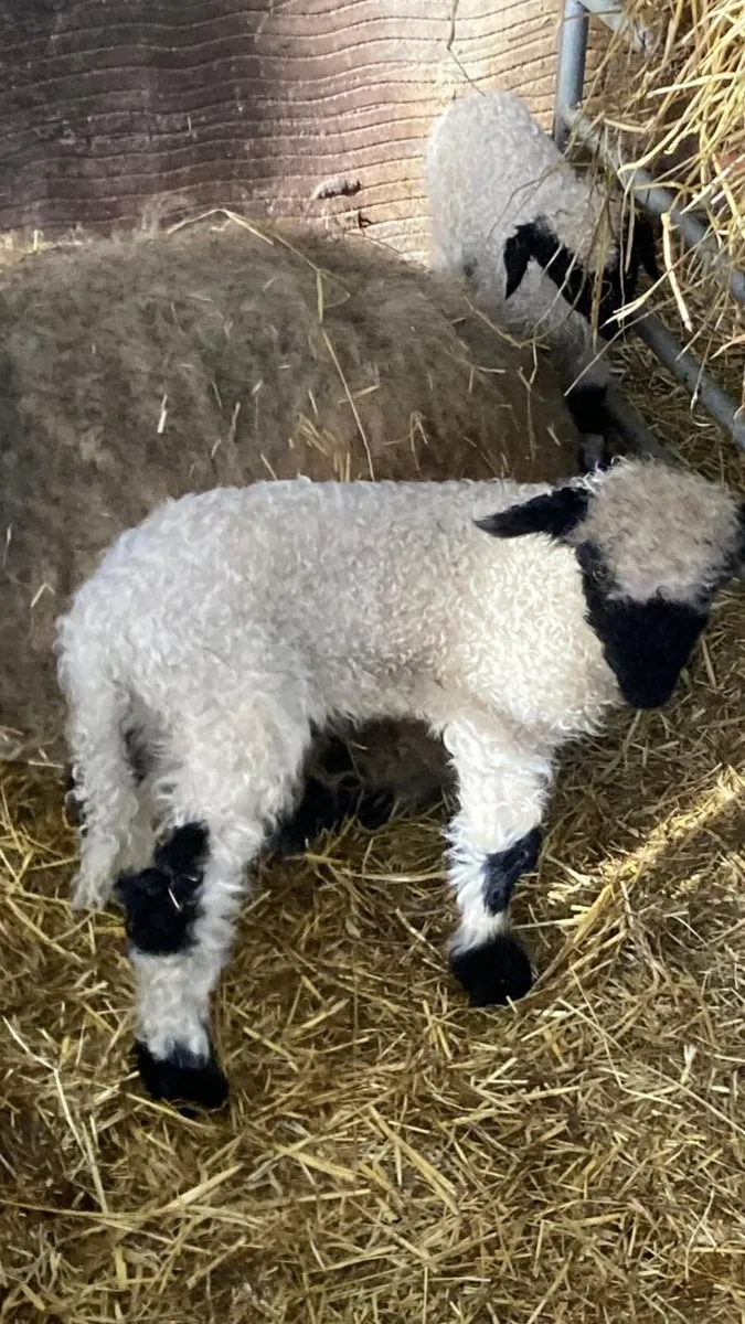 2 x pure Bred Valais Blacknose Ram Pet Lambs
