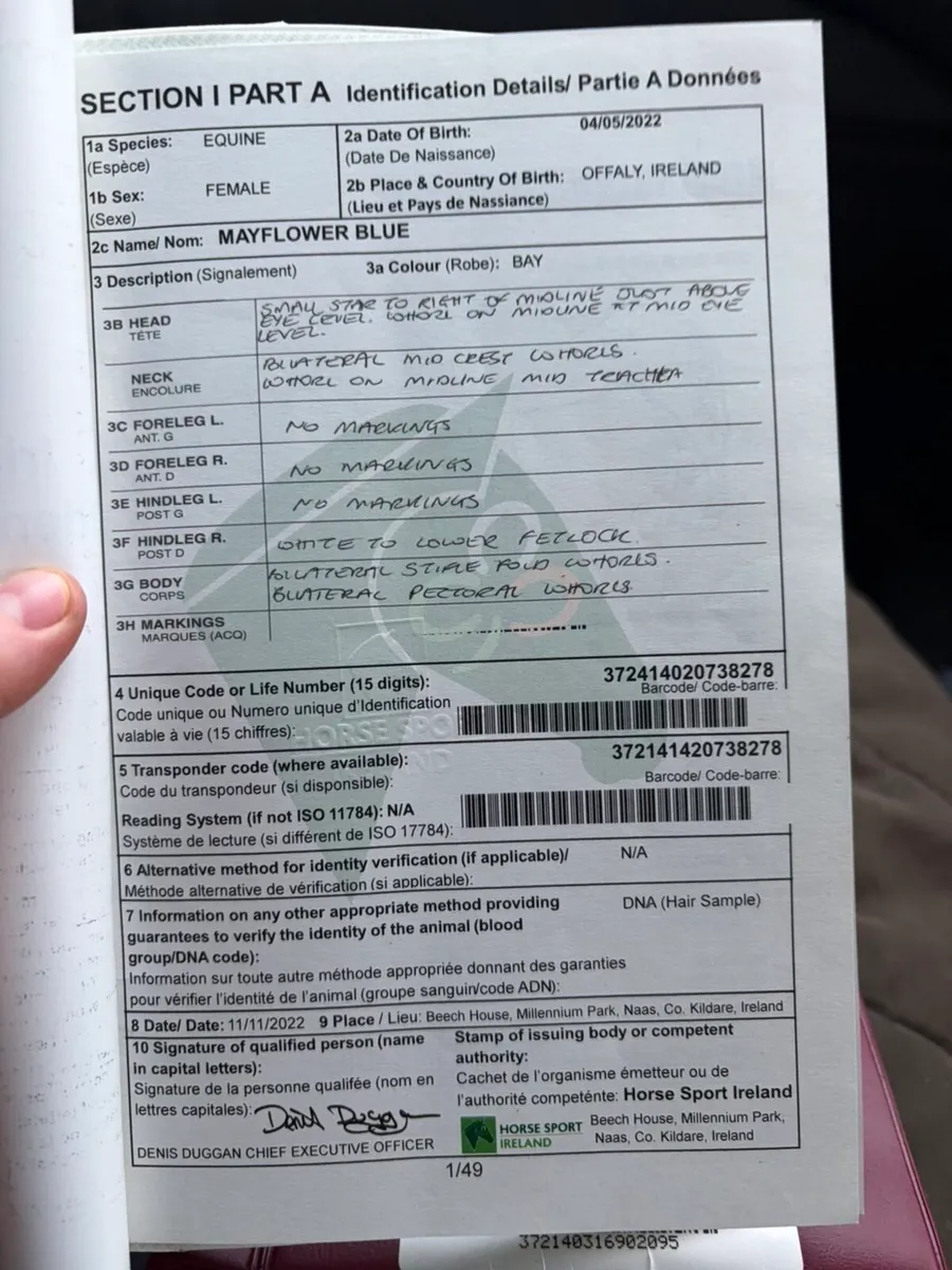 Fun alrounder - Image 2