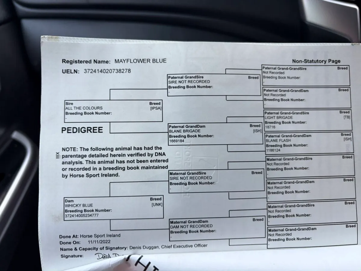 Fun alrounder - Image 3