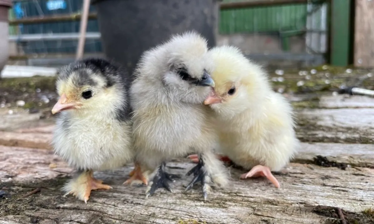 Day old chicks & Ducklings - Image 2