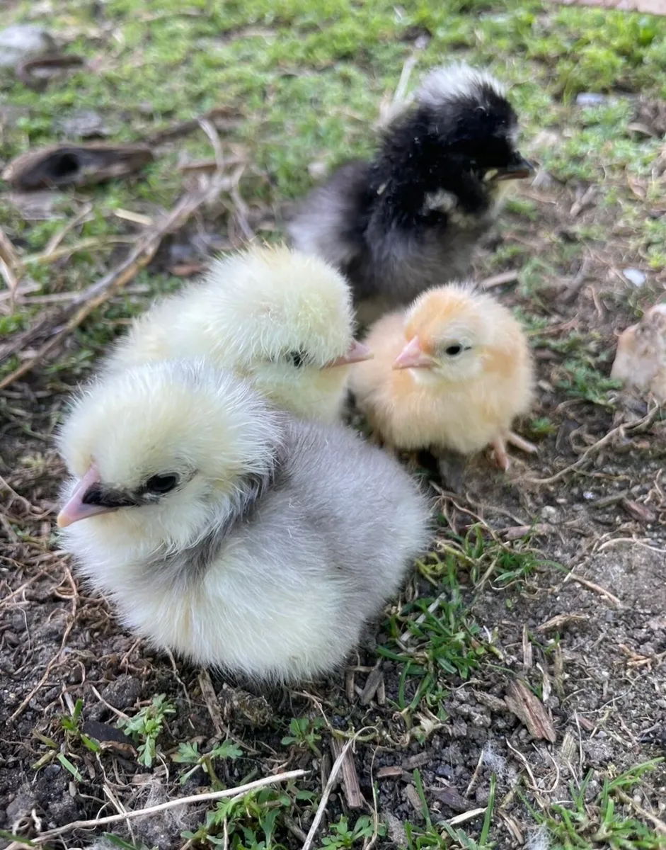 Day old chicks & Ducklings - Image 3