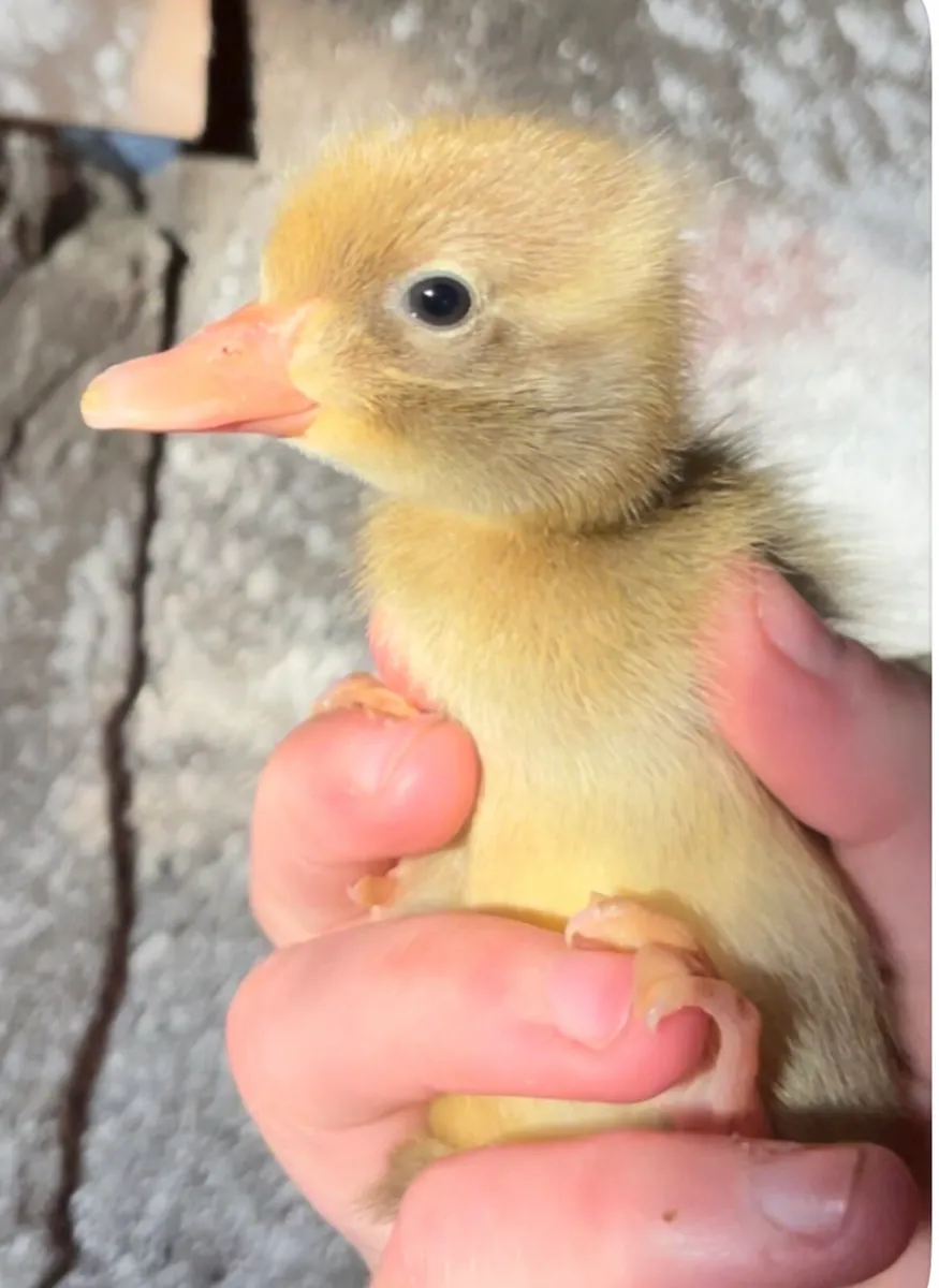 Day old chicks & Ducklings - Image 4