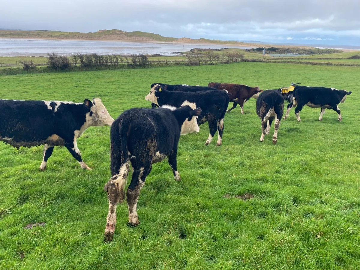 Hereford heifers - Image 2