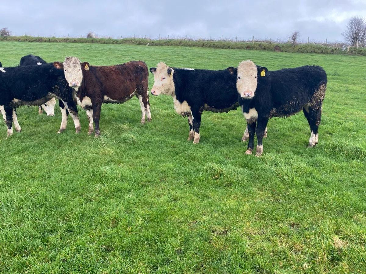 Hereford heifers - Image 1
