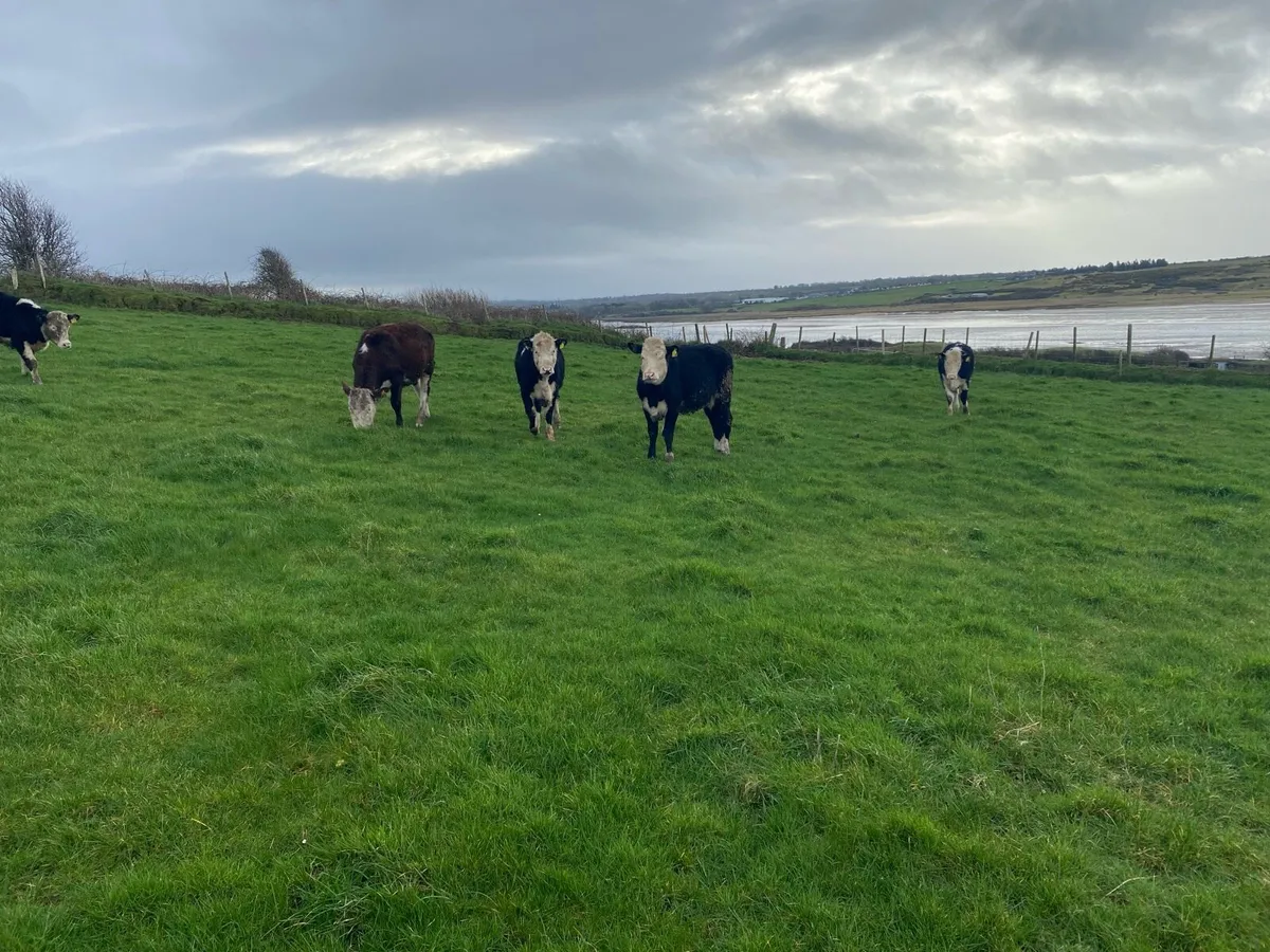 Hereford heifers - Image 3