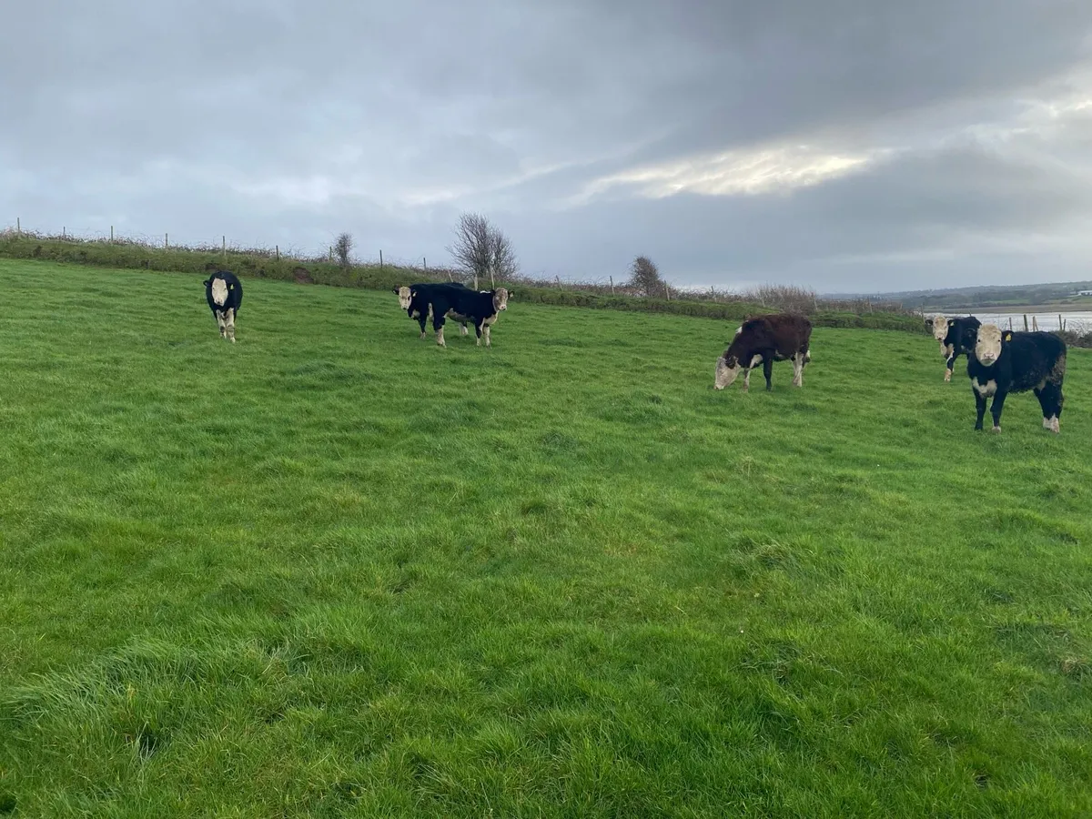 Hereford heifers - Image 4