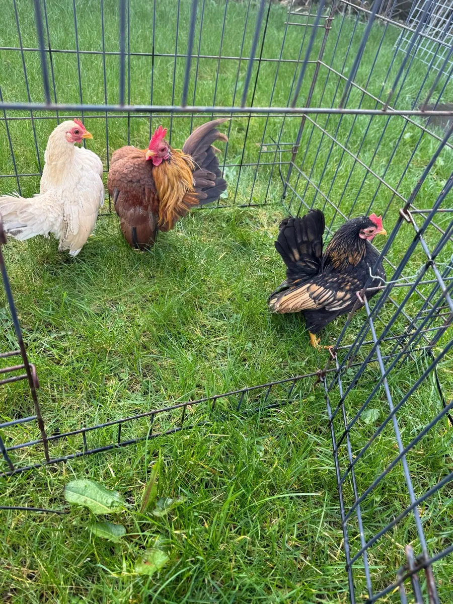 Serama for sale - Image 1