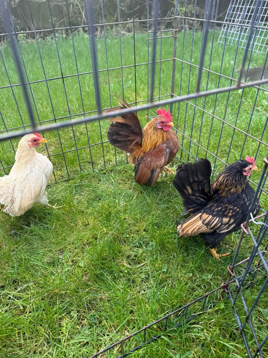 Serama for sale - Image 3