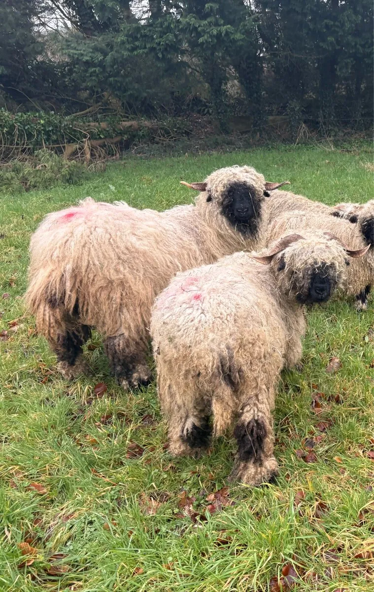 Valais Blacknose Ewes & Lambs - Image 1
