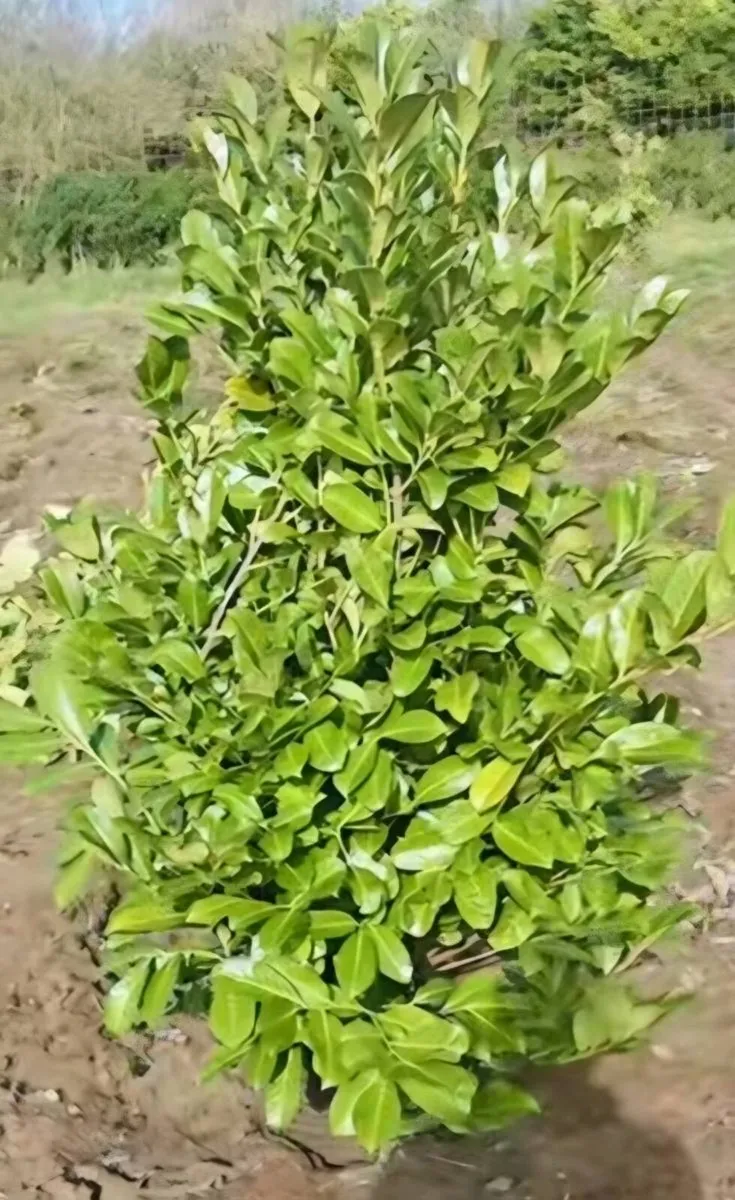 Rootball large laurels for sale - Image 1