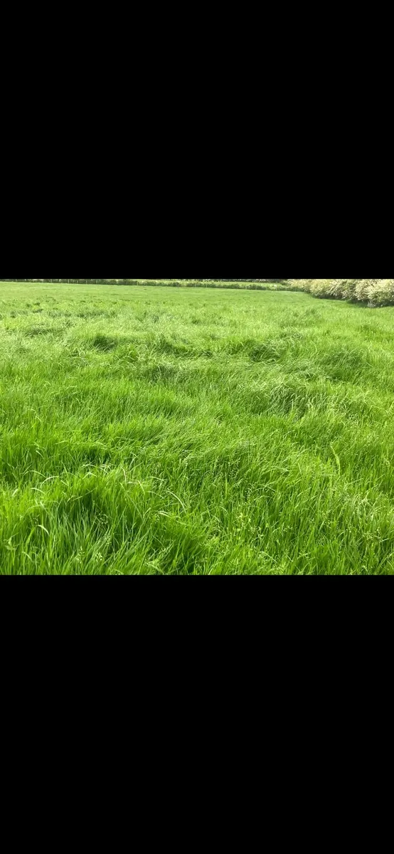 1st Cut Silage - Image 3
