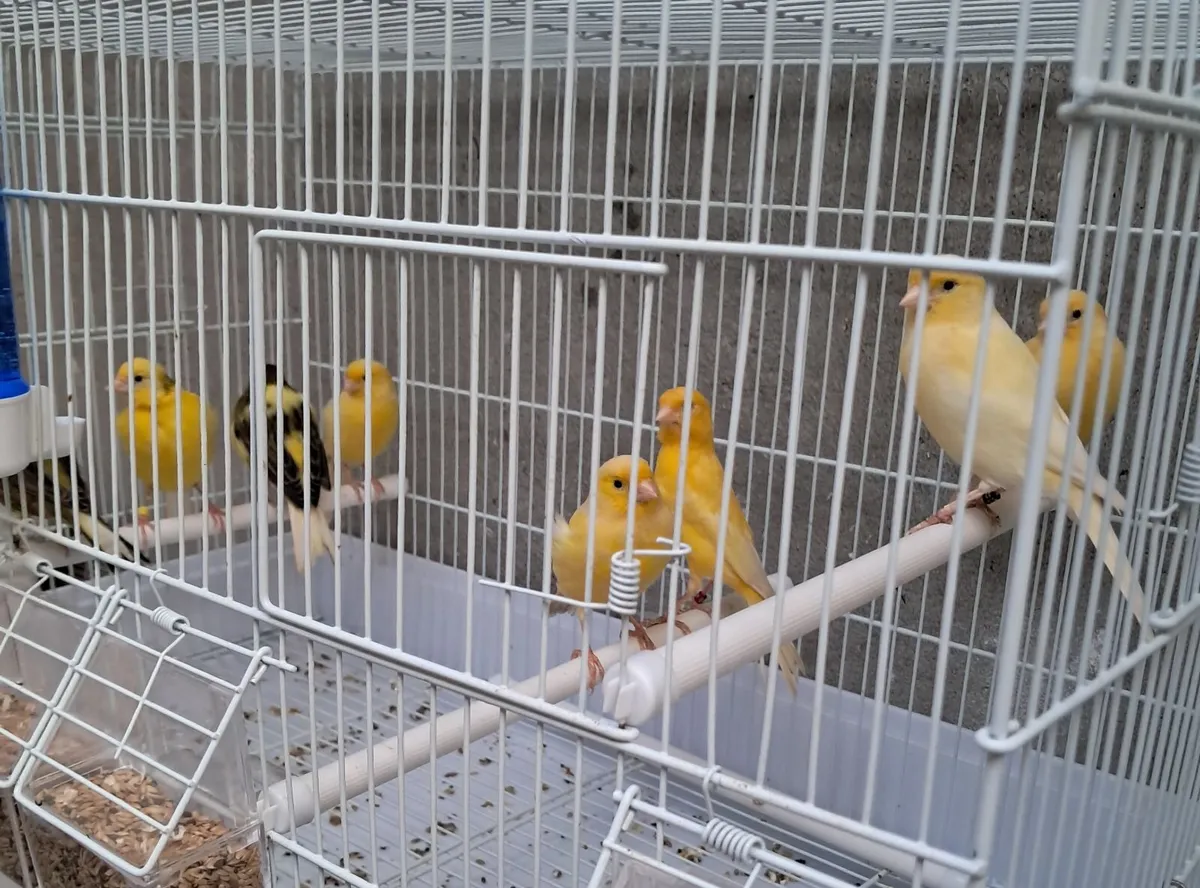 Canaries. - Image 1