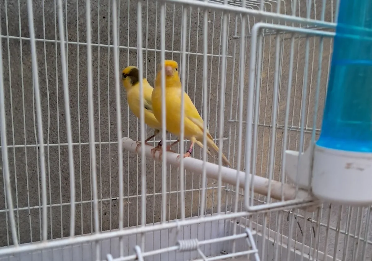 Canaries. - Image 3