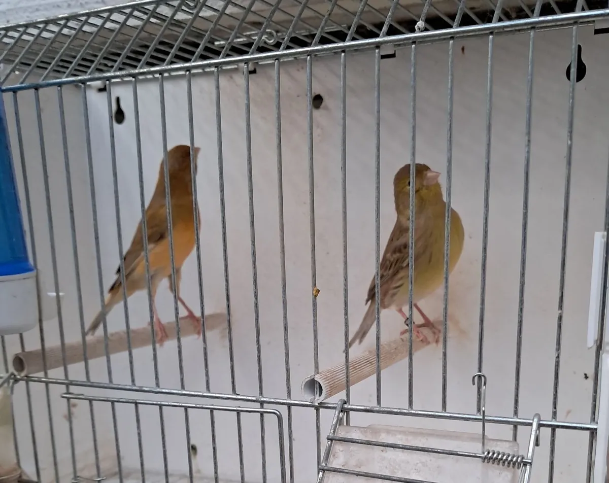 Canaries. - Image 4